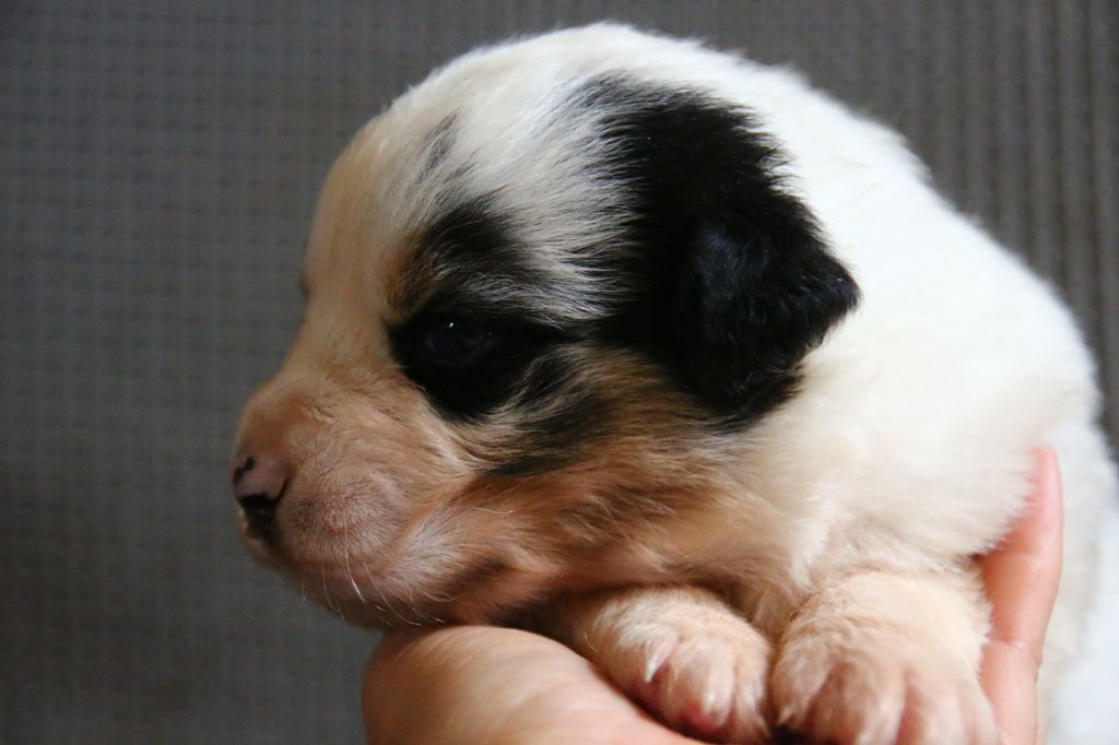 du temple de Palés - Chiots disponibles - Berger Australien