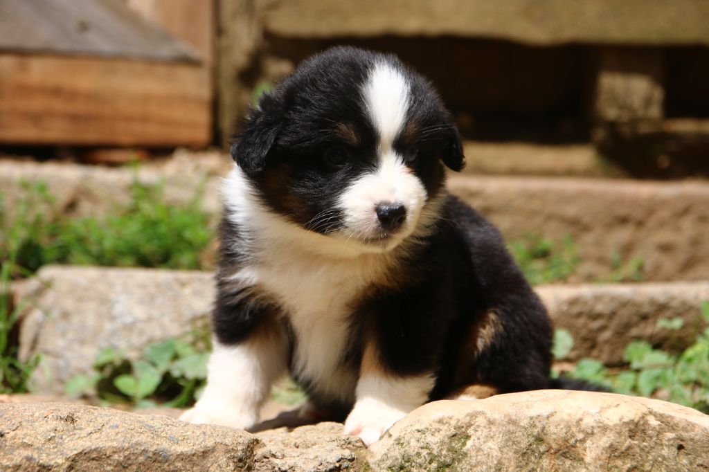 du temple de Palés - Chiots disponibles - Berger Américain Miniature 