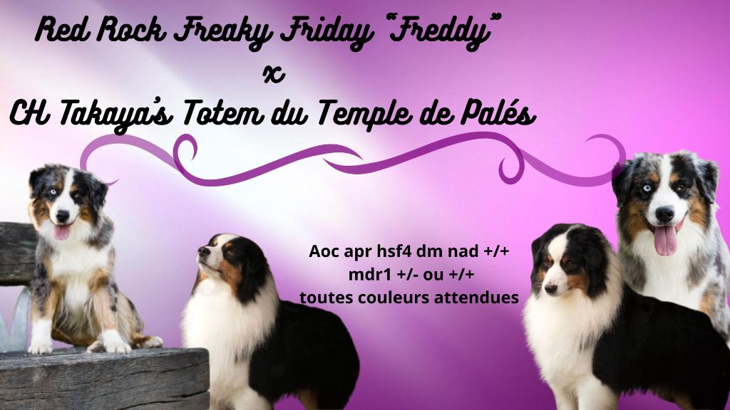 Chiot Berger Américain Miniature  du temple de Palés