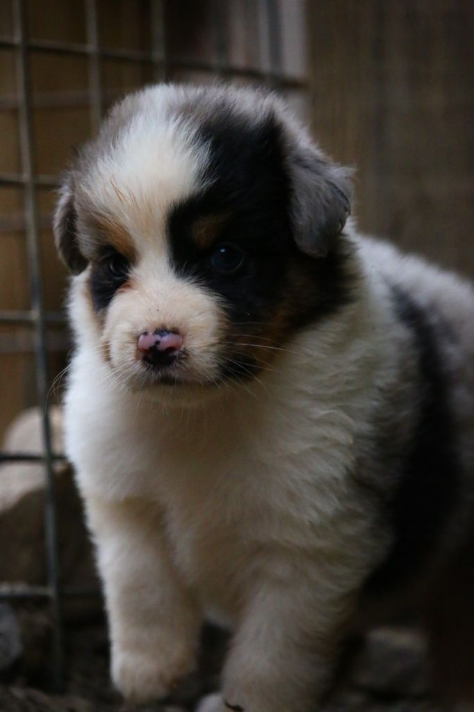 du temple de Palés - Chiots disponibles - Berger Australien